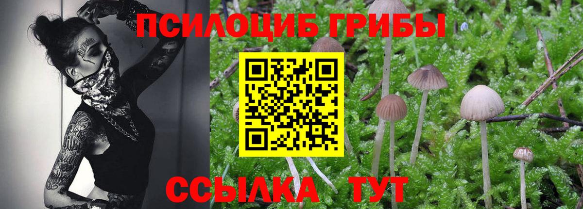 Псилоцибиновые грибы Psilocybe Жуковский